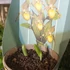 Kép 3/8 - Cypripedium kentuckiense 'Yellow'