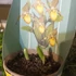 Kép 4/8 - Cypripedium kentuckiense 'Yellow'