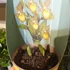 Kép 6/8 - Cypripedium kentuckiense 'Yellow'