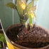 Kép 7/8 - Cypripedium kentuckiense 'Yellow'