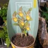 Kép 8/8 - Cypripedium kentuckiense 'Yellow'
