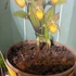 Kép 2/8 - Cypripedium kentuckiense 'Yellow'