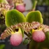 Kép 1/6 - Paphiopedilum 'Pinocchio' levirágzó