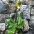 Kép 2/6 - Paphiopedilum 'Pinocchio' levirágzó