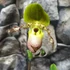 Kép 3/6 - Paphiopedilum 'Pinocchio' levirágzó