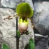 Kép 4/6 - Paphiopedilum 'Pinocchio' levirágzó