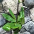 Kép 5/6 - Paphiopedilum 'Pinocchio' levirágzó