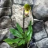 Kép 6/6 - Paphiopedilum 'Pinocchio' levirágzó