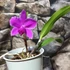 Kép 2/5 - Cattleya orchidea