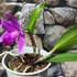 Kép 3/5 - Cattleya orchidea