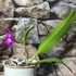 Kép 4/5 - Cattleya orchidea