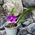 Kép 5/5 - Cattleya orchidea