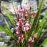 Kép 2/9 - Cymbidium 'Red Arrow' levirágzott