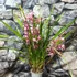 Kép 3/9 - Cymbidium 'Red Arrow' levirágzott
