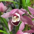 Kép 1/9 - Cymbidium 'Red Arrow' levirágzott