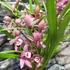 Kép 4/9 - Cymbidium 'Red Arrow' levirágzott