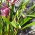 Kép 5/9 - Cymbidium 'Red Arrow' levirágzott