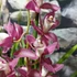 Kép 6/9 - Cymbidium 'Red Arrow' levirágzott