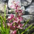 Kép 7/9 - Cymbidium 'Red Arrow' levirágzott