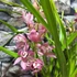 Kép 8/9 - Cymbidium 'Red Arrow' levirágzott