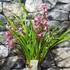 Kép 9/9 - Cymbidium 'Red Arrow' levirágzott