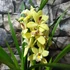 Kép 2/6 - Cymbidium krém színben, levirágzott (Értékcsökkent)