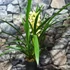 Kép 3/6 - Cymbidium krém színben, levirágzott (Értékcsökkent)