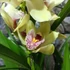 Kép 4/6 - Cymbidium krém színben, levirágzott (Értékcsökkent)