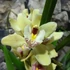 Kép 1/6 - Cymbidium krém színben, levirágzott (Értékcsökkent)
