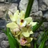 Kép 5/6 - Cymbidium krém színben, levirágzott (Értékcsökkent)