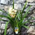 Kép 6/6 - Cymbidium krém színben, levirágzott (Értékcsökkent)