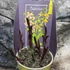 Kép 9/11 - Epipactis - kerti télállló orchidea
