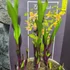 Kép 8/11 - Epipactis - kerti télállló orchidea