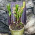 Kép 10/11 - Epipactis - kerti télállló orchidea