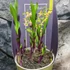Kép 11/11 - Epipactis - kerti télállló orchidea
