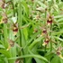 Kép 1/11 - Epipactis - kerti télállló orchidea