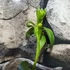 Kép 6/11 - Epipactis - kerti télállló orchidea
