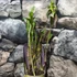 Kép 7/11 - Epipactis - kerti télállló orchidea