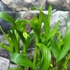 Kép 4/11 - Epipactis - kerti télállló orchidea
