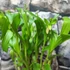 Kép 5/11 - Epipactis - kerti télállló orchidea