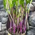 Kép 3/11 - Epipactis - kerti télállló orchidea