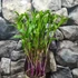 Kép 2/11 - Epipactis - kerti télállló orchidea