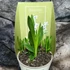 Kép 4/8 - Spiranthes - kerti télállló orchidea