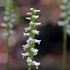 Kép 7/8 - Spiranthes - kerti télállló orchidea