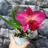 Kép 7/9 - Cattleya sötét pink