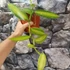 Kép 3/4 - Vanilla planifolia variegata (Vanília orchidea) 