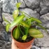 Kép 4/4 - Vanilla planifolia variegata (Vanília orchidea) 
