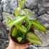 Kép 2/4 - Vanilla planifolia variegata (Vanília orchidea) 