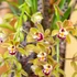 Kép 1/5 - Cymbidium Argiro