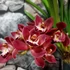 Kép 1/4 - Cymbidium Raaya